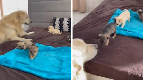 Cute golden retriever meets adorable baby puppies for the first time