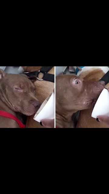 Sleeping pit bull instantly wakes up to specific smell