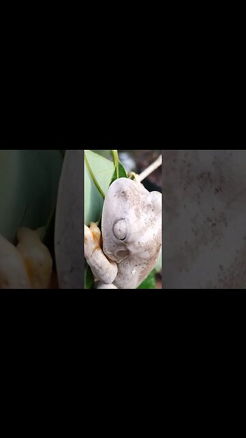 perereca albina na longana olho de dragão também chamada de lichia branca