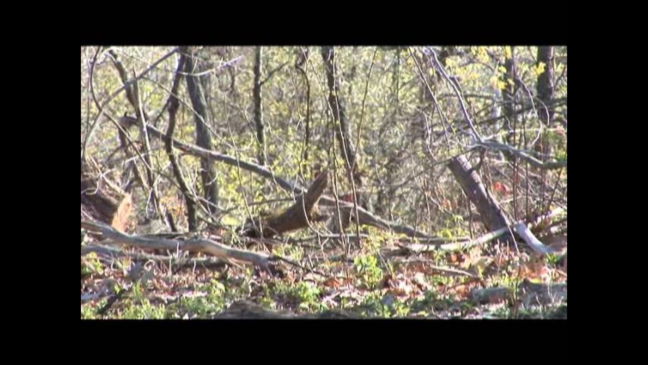 Wisconsin Spring Turkey Hunt on Midwest Outdoors