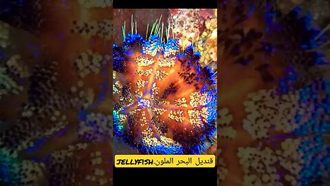 #jellyfish #قنديل #بحر #يوم_جديد #طبيعة