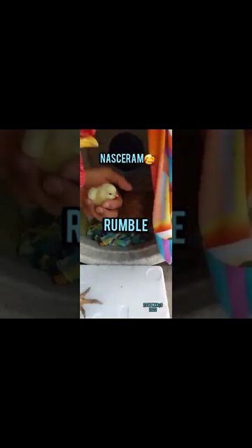 Filhos da Galinha do Olho Azul nascemSuposto Pai Galo Gêmeo Bom Visita! Se increva no RUMBL