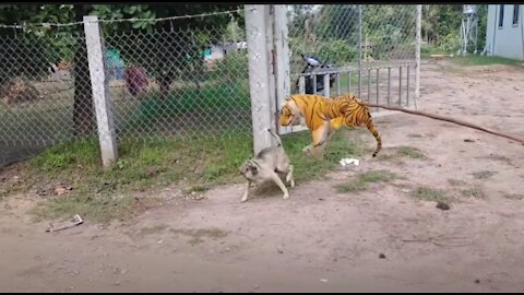 Wow Nice ! Prank Fake Tiger Prank Dog Run Funny Action 2021