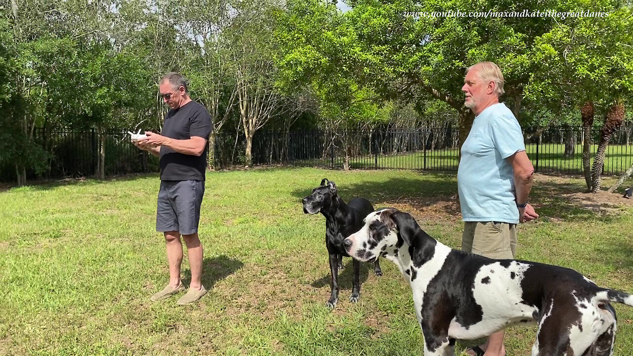 Four Funny Great Danes Check Out Potensic Drone's Maiden Voyage