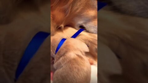 Listen to Mr. Blue's sweet puppy sounds as he finds the perfect sleeping spot! #shorts #viral cute🥹