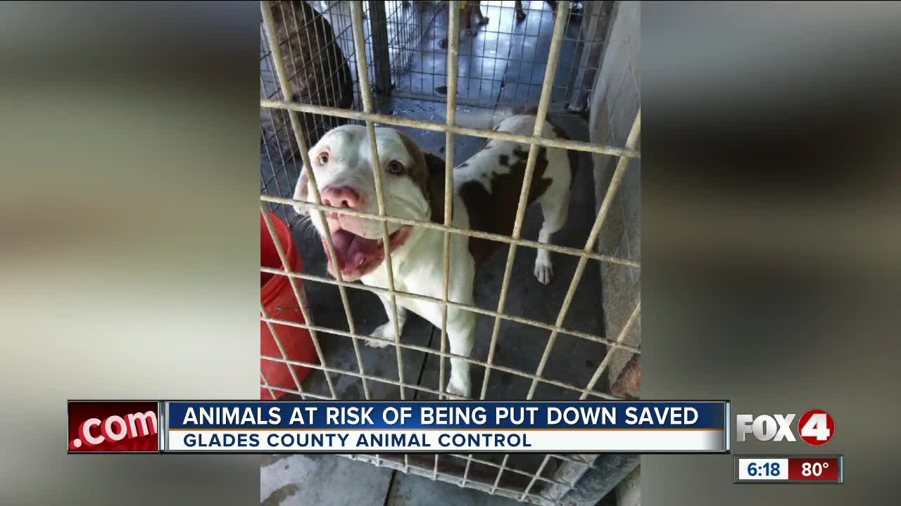 Glades County Pets 1