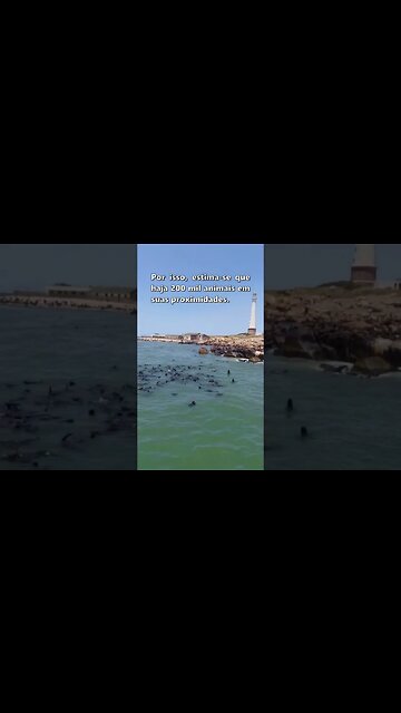 Isle of wolves in Punta del Este, Uruguay - #short