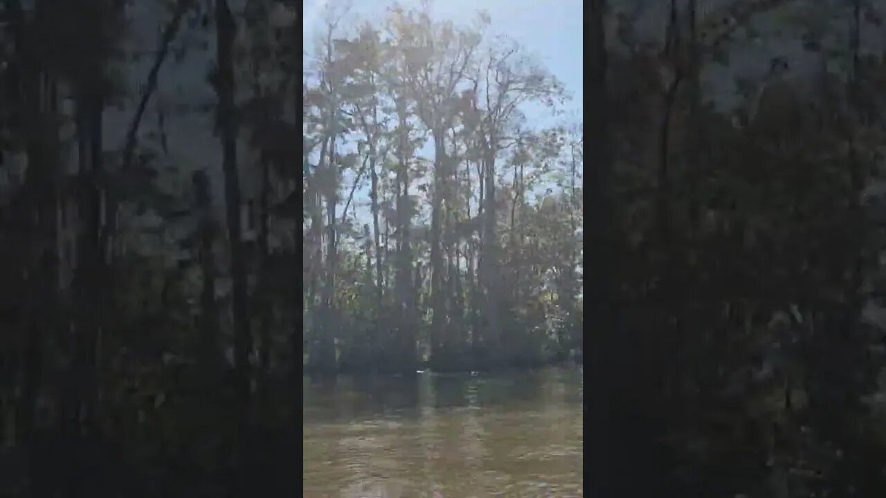 Swamp Tour | Honey Island Swamp, LA