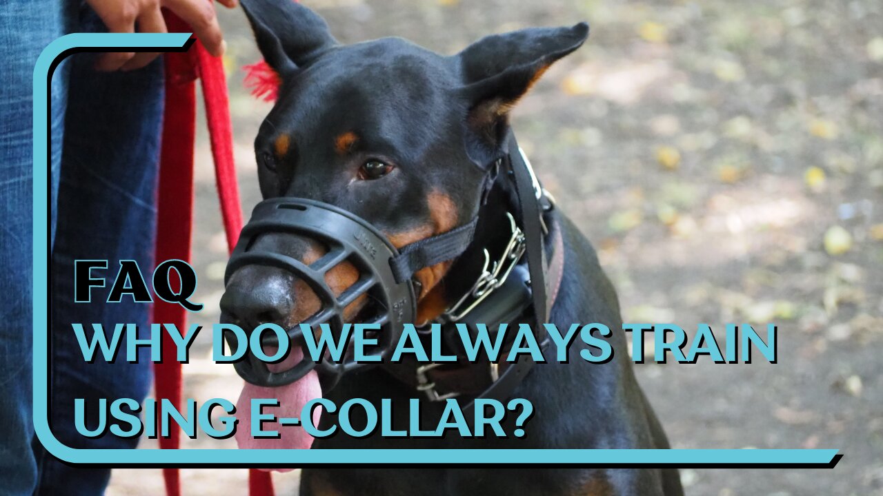 FAQ: Why Do We Always Train Using E-Collar? Hint: It's Not Because We're Lazy!