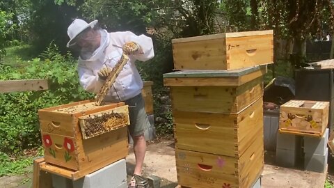 NEW BEE KEEPER CREATING AN ARTIFICIAL SWARM TO GROW THE APIARY !