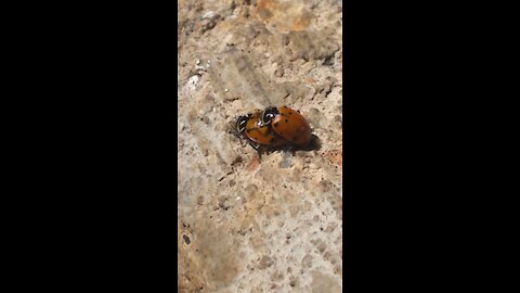 Lady Bug Love