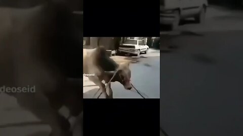 Cow in Eid