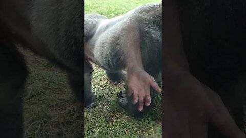 I showed a GORILLA my hand and he did this!