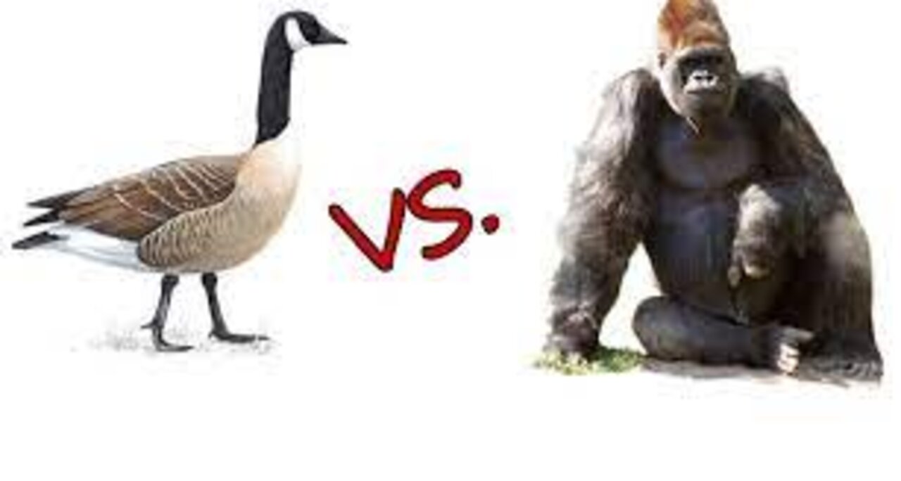 Gorilla vs Goose