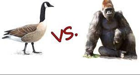 Gorilla vs Goose