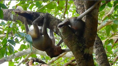 Funny Young Monkeys Playing with Each Other On Tree