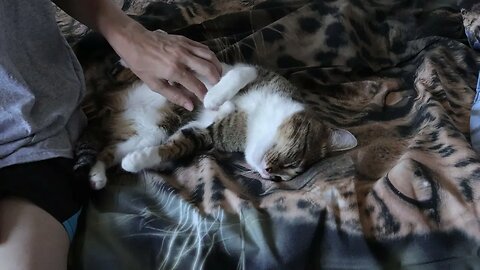 This Cat Loves to Sleep in Bed