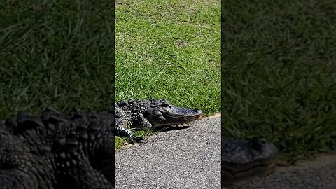 GATOR IN THE OPEN/TRIES TO EAT KUBOTA