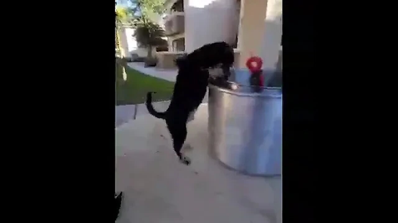 Snickers as puppy while bbq