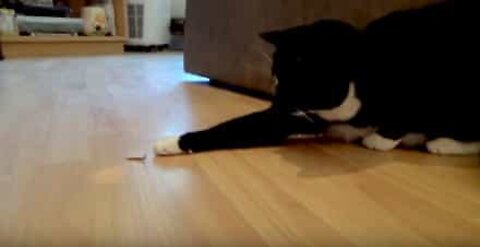 Gatto VS millepiedi: chi vincerà?