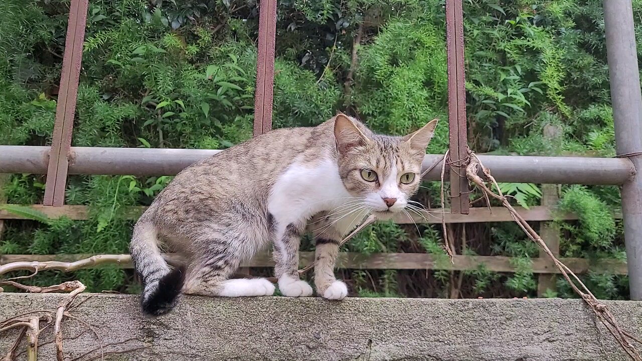 Gato gris y blanco (grey and white cat) Antigua Guatemala 🇬🇹