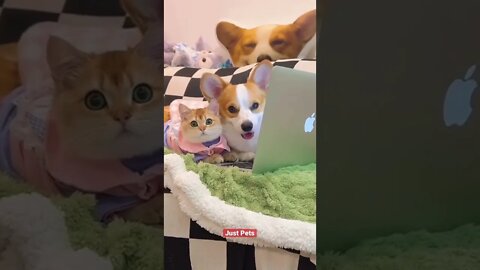 Aww so cute #cute #funnyanimals #tiktok #funnyvideos #cat #dog