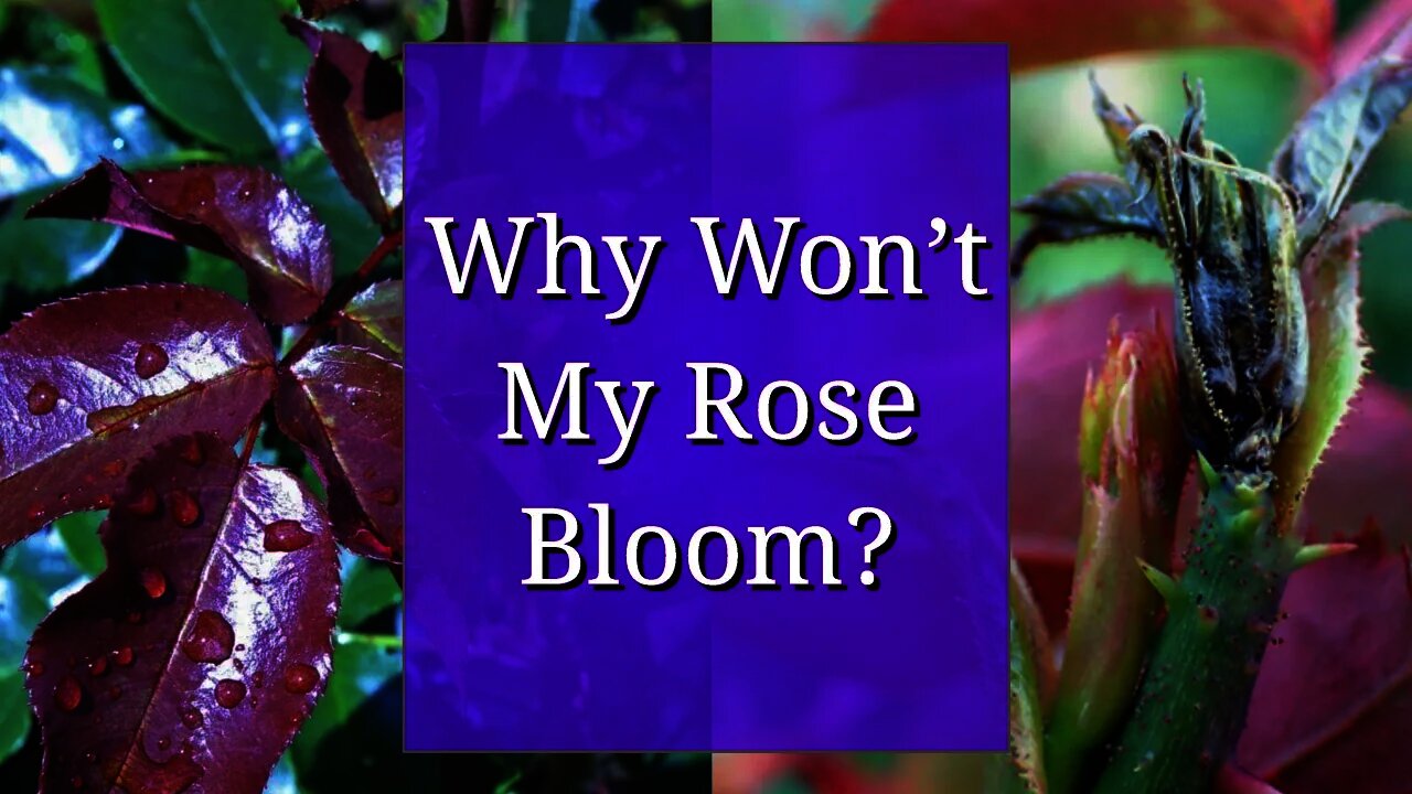 Why Won't my Rose Bloom?