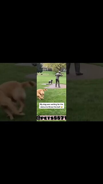 The dog was waiting for the statue to throw the ball 😍😂 #dog