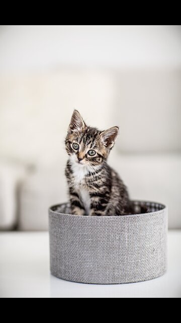 Brown And White Kitten In A Box m