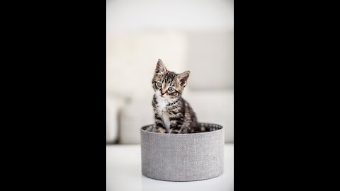 Brown And White Kitten In A Box m