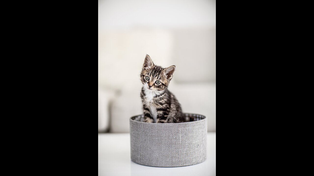 Brown And White Kitten In A Box m