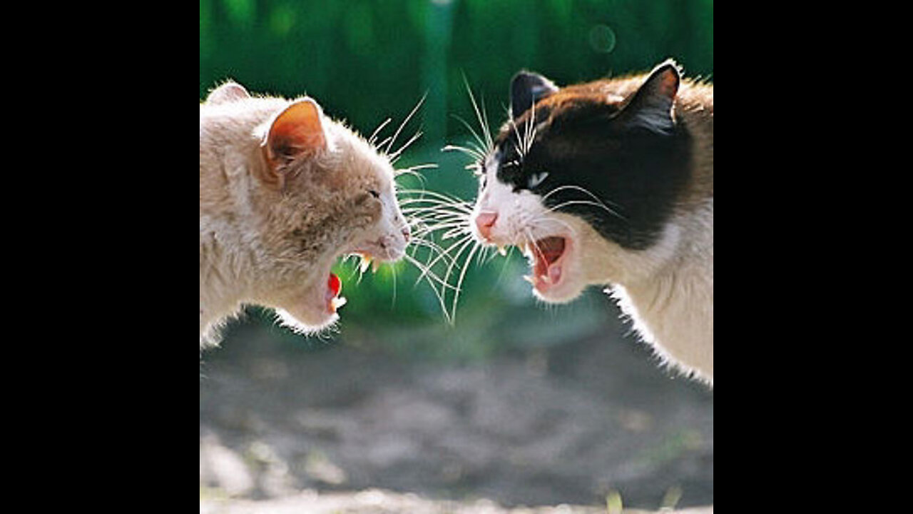 World Wrestling Cats 2020 | The Ultimate Aggressive Kitten Fighting Competition