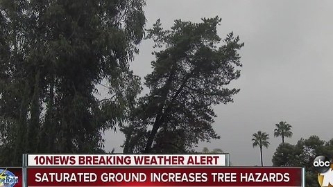 Saturated ground increases tree hazards