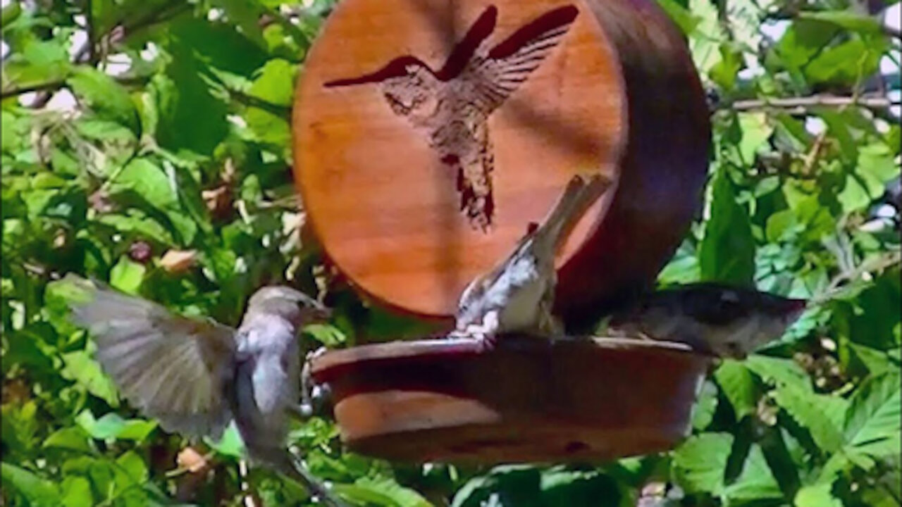 IECV NV #160 - 👀 More House Sparrows Male And Female 8-21-2015