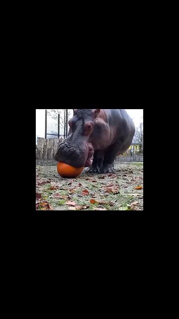 A large and heavy hippopotamus from Africa has one of the most powerful bites on the planet.