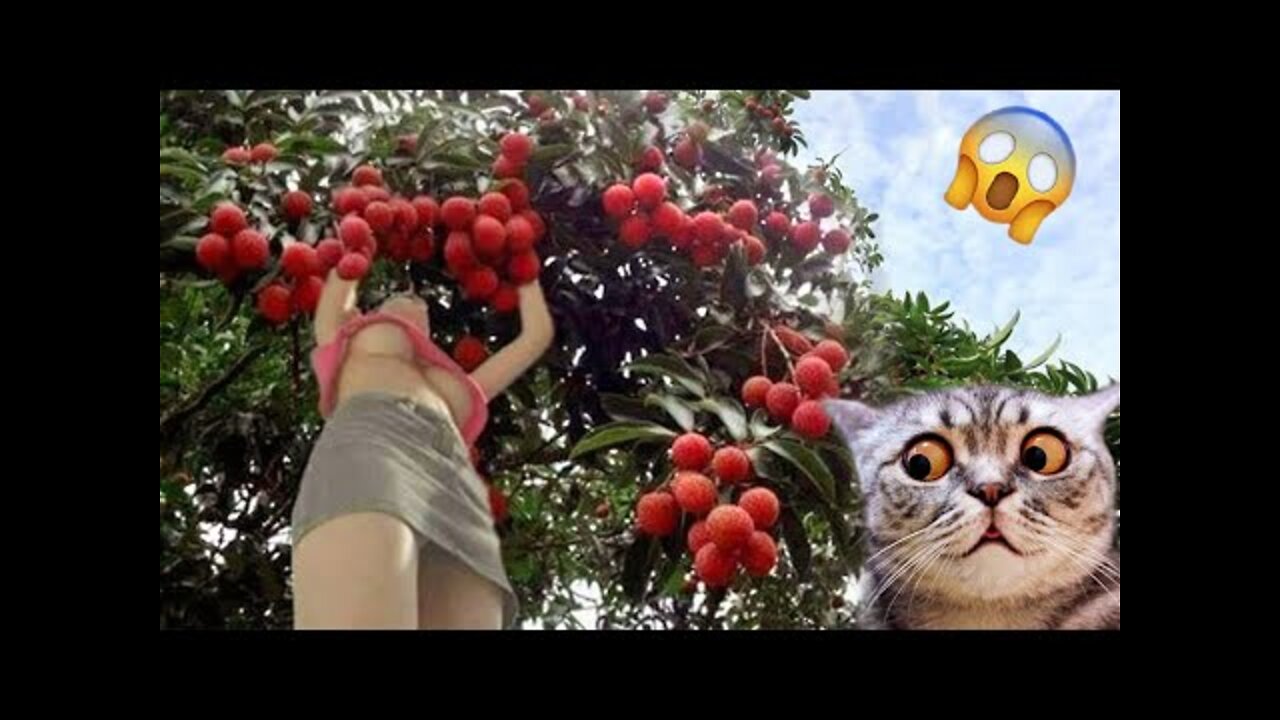 Cute and Funny Dog & Cat 🐶🐱 Videos Compilation 2022 Part 2