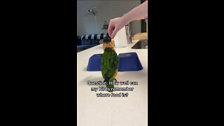How well can my birds remember where food is?