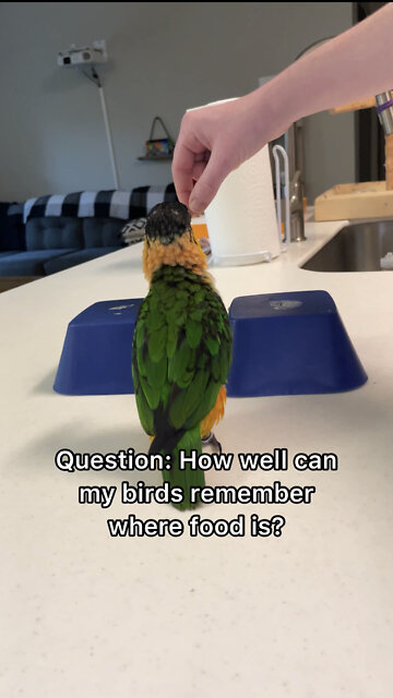 How well can my birds remember where food is?