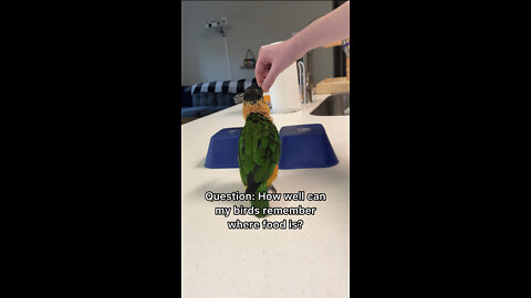 How well can my birds remember where food is?