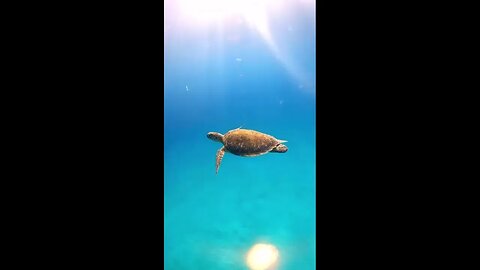 Just a turtle #shorts #animals #cute #puppies #sea #monkey #world #funny #truth