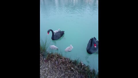 Lago Maggiore