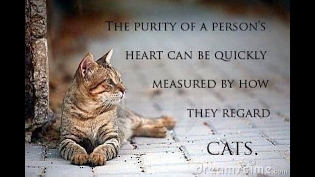 The purity of cats