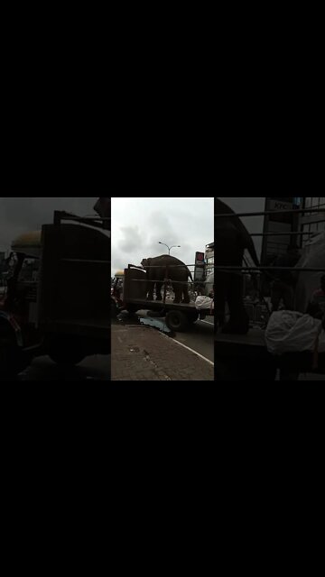 Elephant on a truck 😂🤣🥰