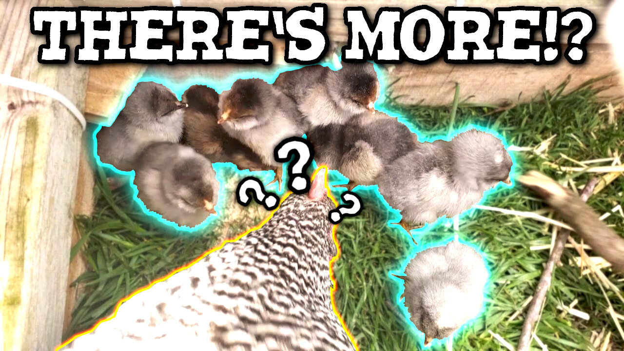 🐔 Introduce chicks to hens - After abandoning her eggs, will she take the babies back?