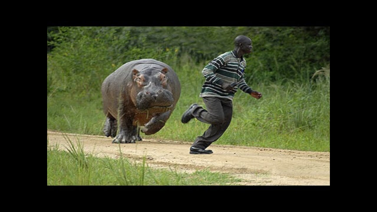 Funny Animals Chasing & Scaring People