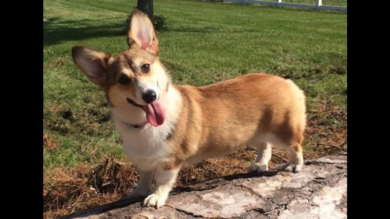 Want Corgi Puppy? Watch this Vedio.