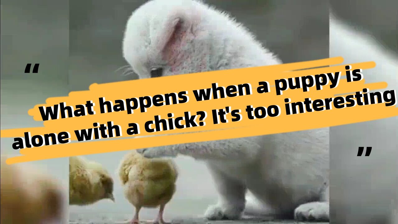 What happens when a puppy is alone with a chick? It's too interesting