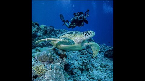 Maratua Island - Maldives of Indonesia (Derawan Archipelago)