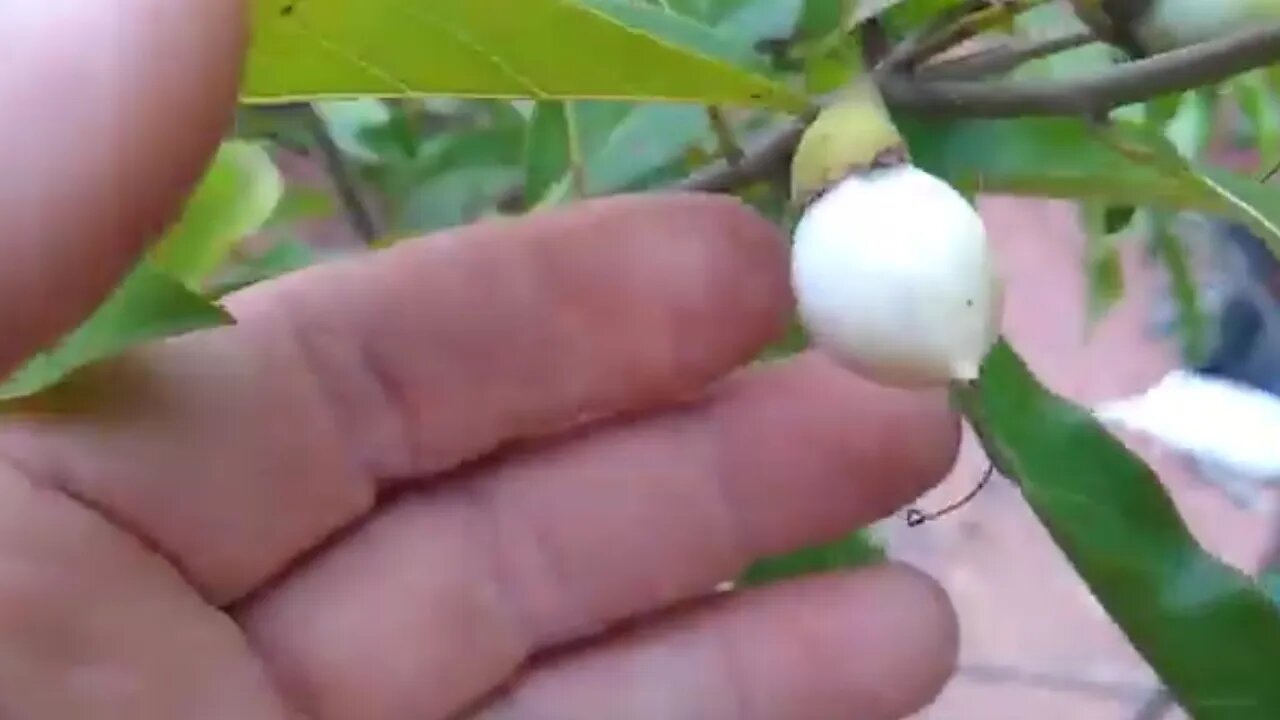 frutíferas produzindo em vaso lichia fruta de leite e do milagre jabutica pitanga preta araçá cajá