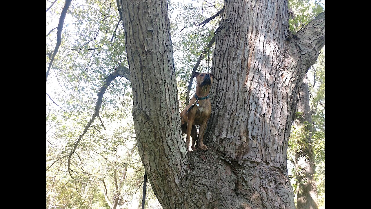 Pitbull/boxer climbs tree!!